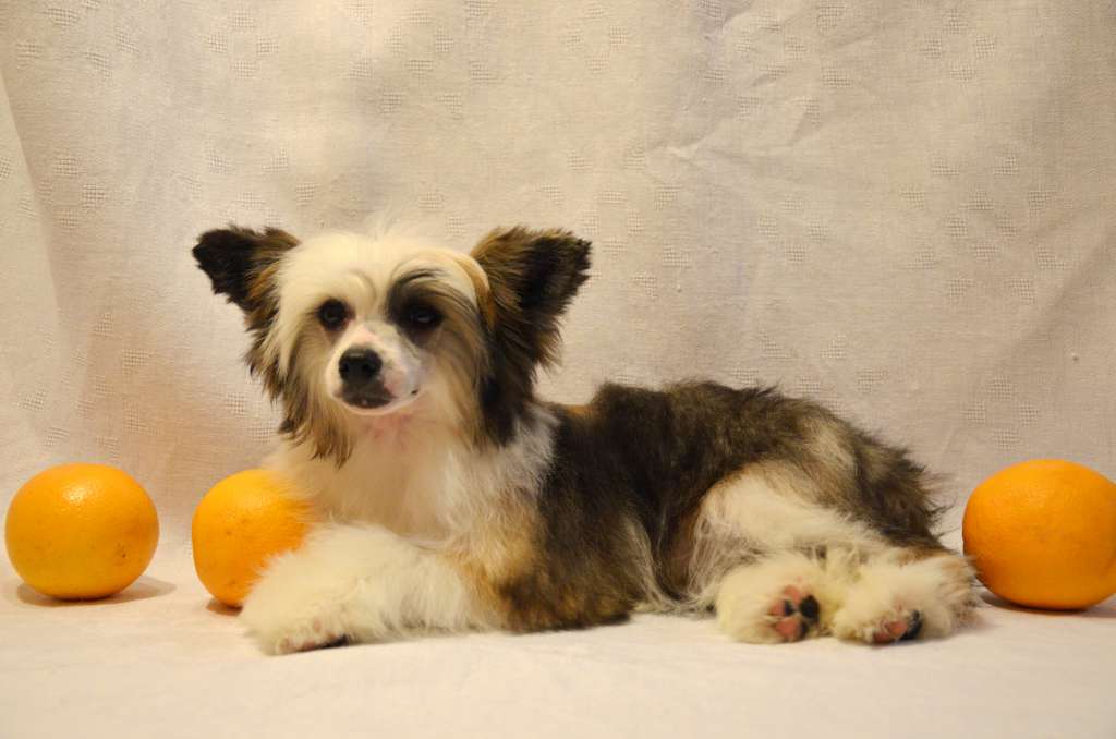 Gritty Caramel Bonus Westtai