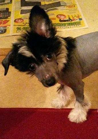 Tippytoes Stuart Little