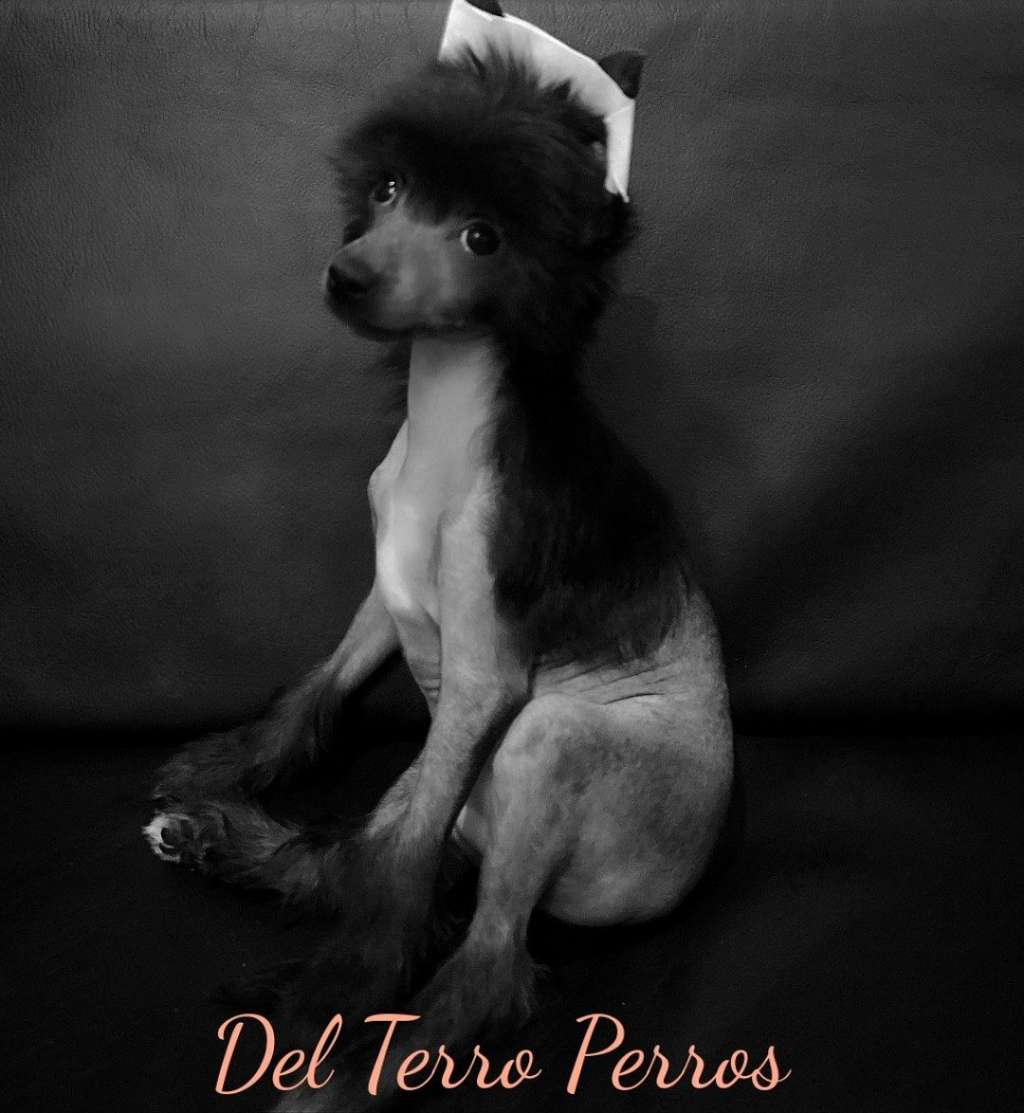 Del Terro Perros Kiki