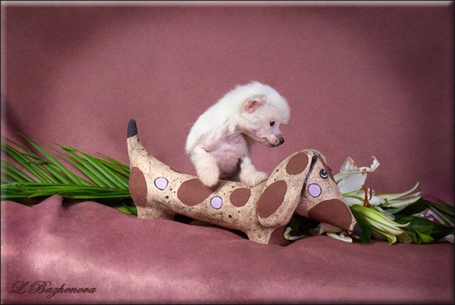 Mashama Mazi Rus Ituri Amira