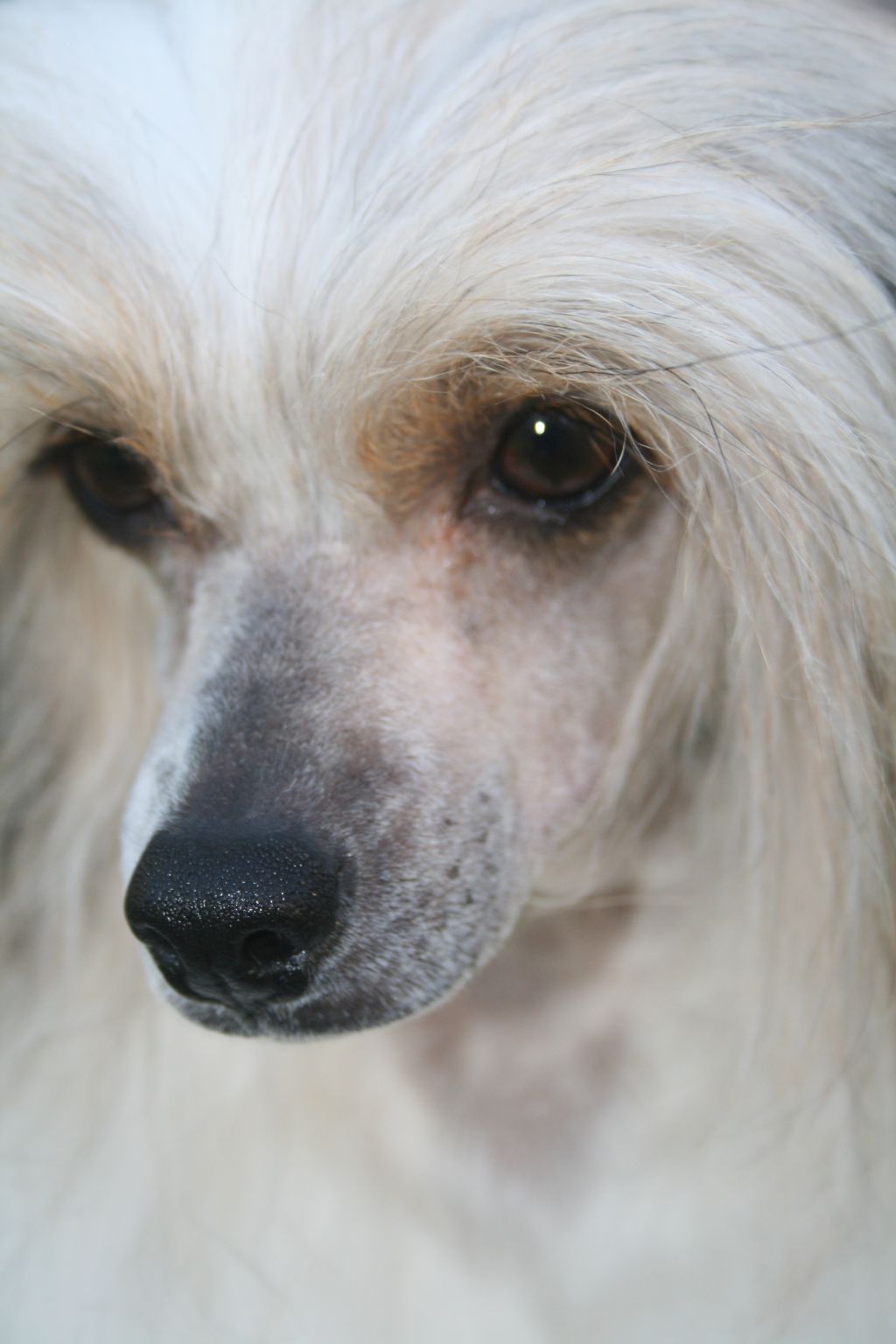 Magnus Staff Burlesque