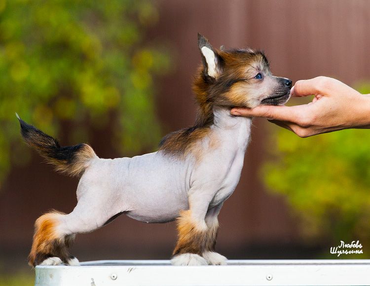 Olegro Katrin Reklama