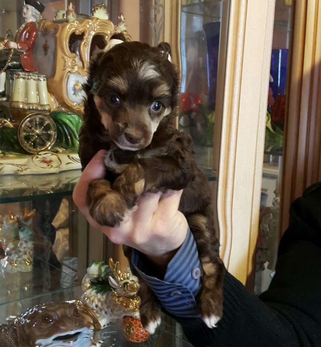 Vellar Pljus Viva La Diva