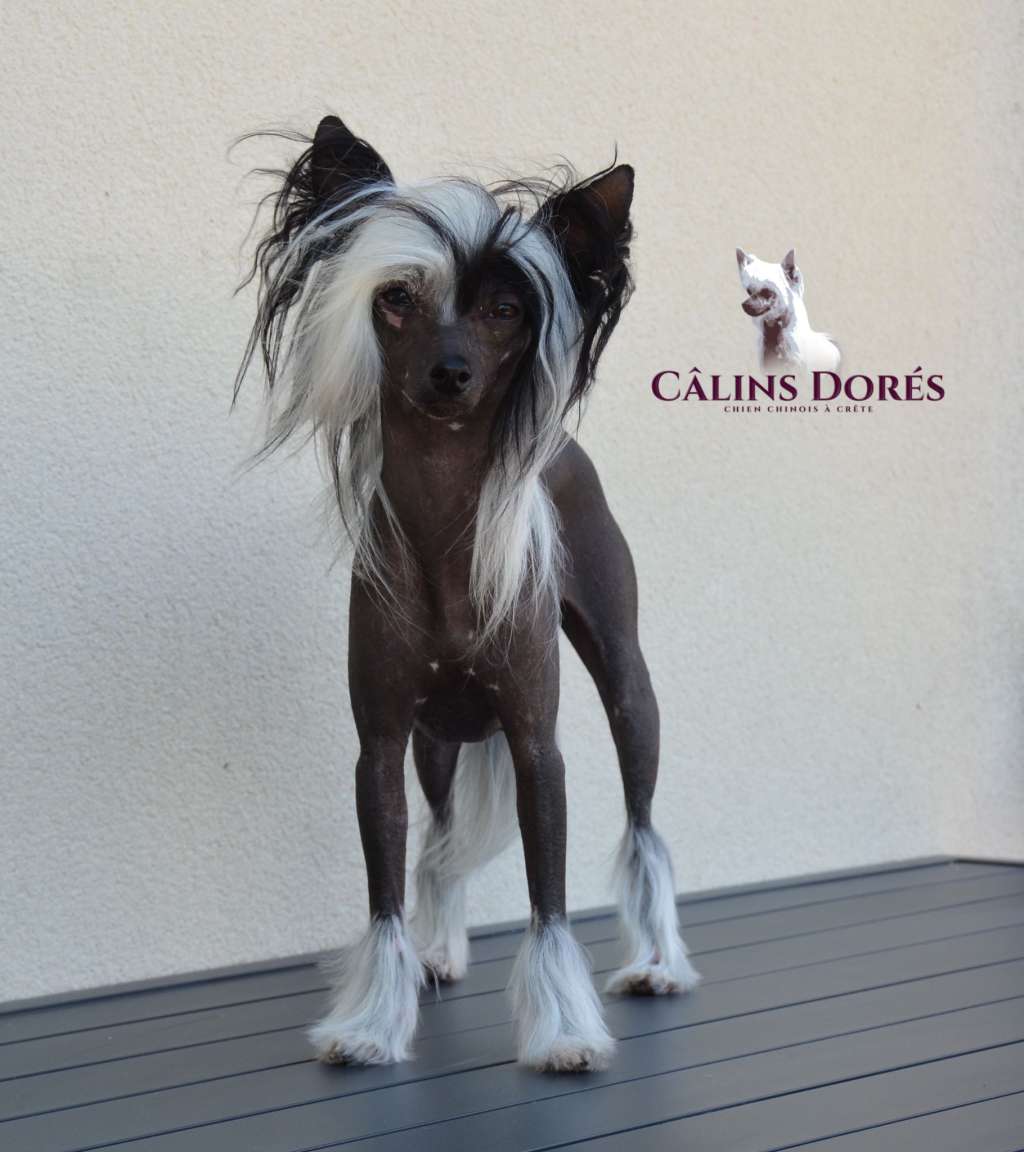 CHJ BE. Thalyna des calins dores