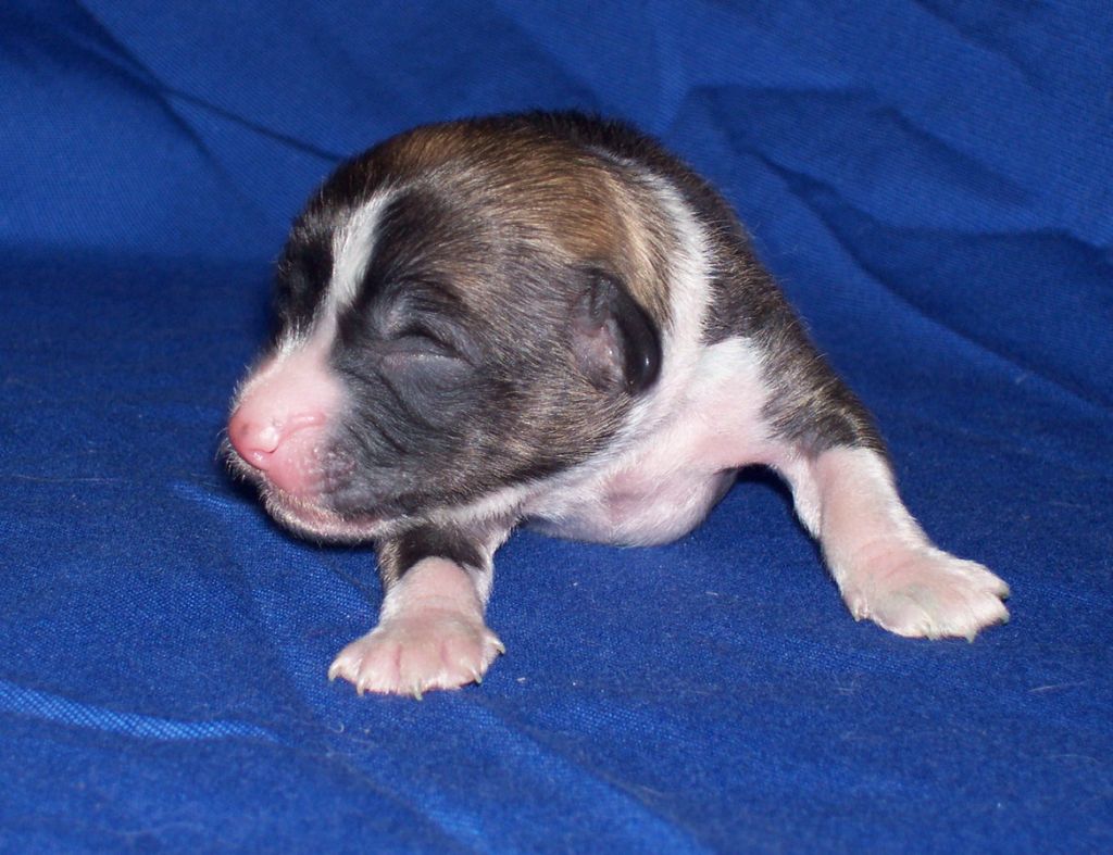 I.... iz Zelenoy Roshi