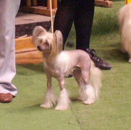 Zafra z Jastrzebiej Gory