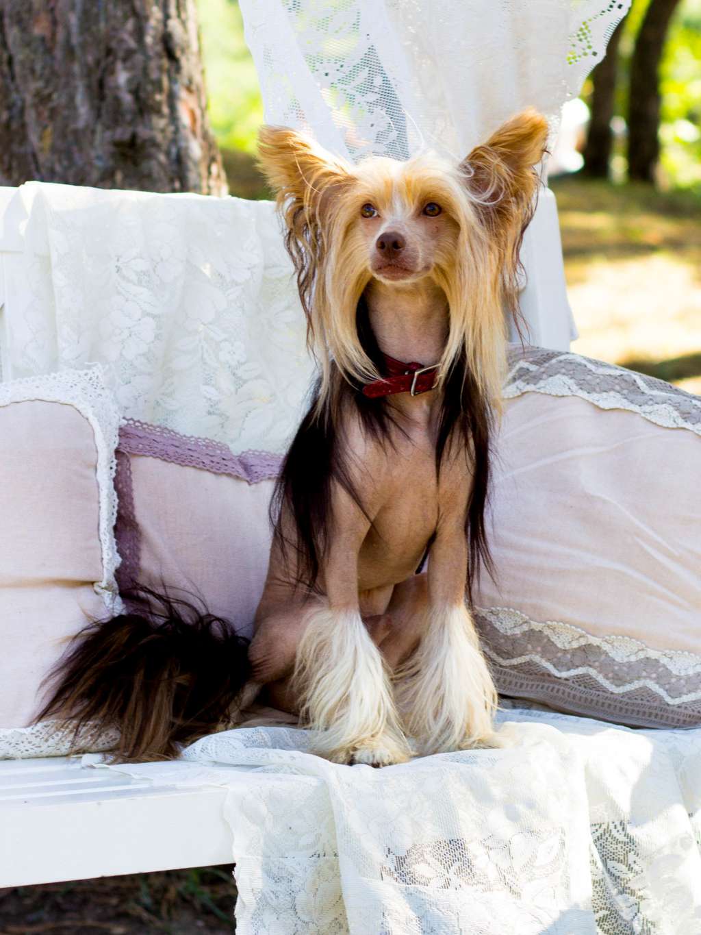 Federico Fellini Vittoria dell Amore