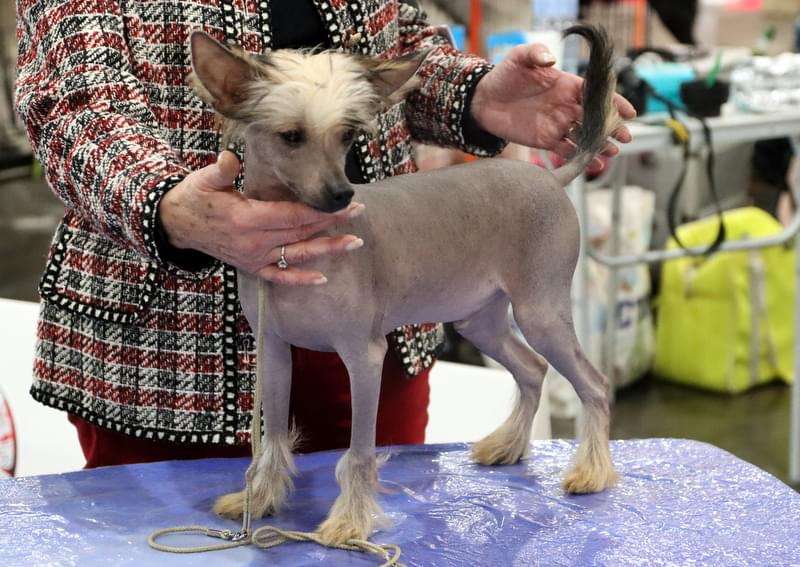 Saigon Queen Malverne