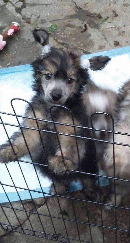 Parcauwen Emerald Envy