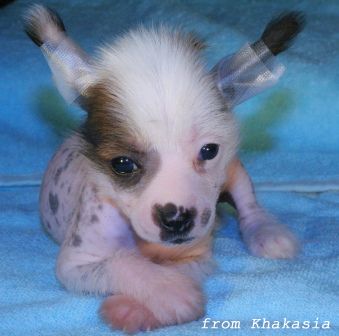   Lovely  Tot Lyudvig from Khakasia