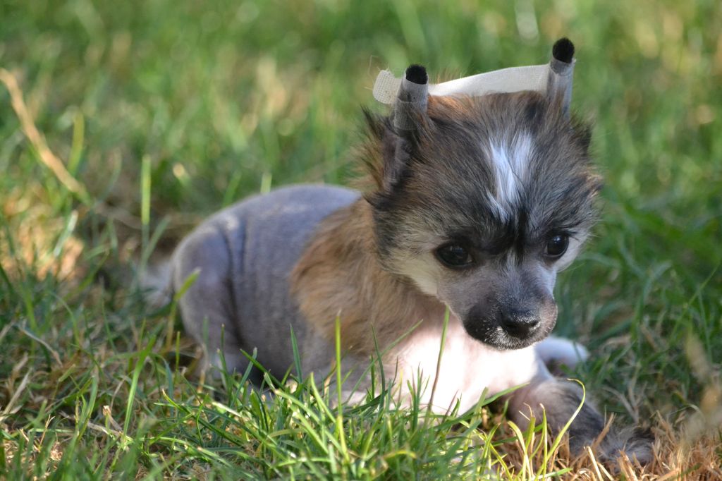 Ina de l'Orée des Rêves