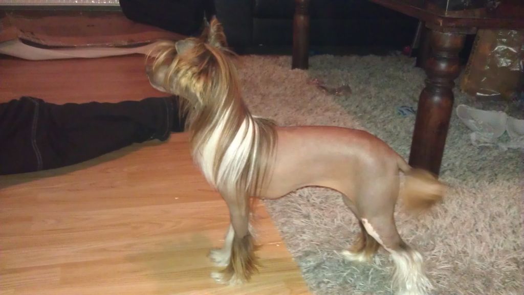 Absolute Souls Troika