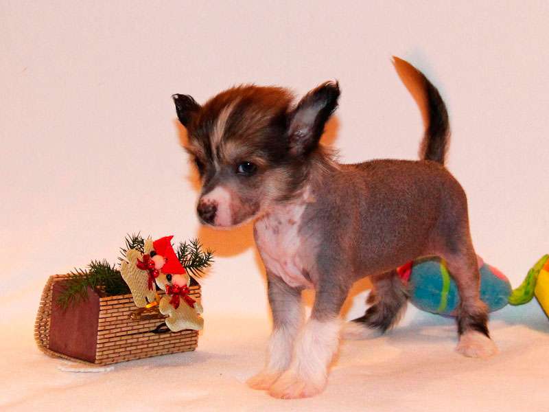 Sky Miracle Rebecca Bloom