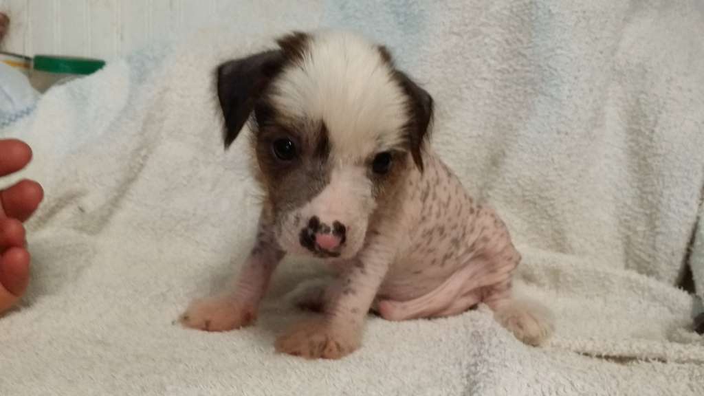 Entourage The Last Boy Scout