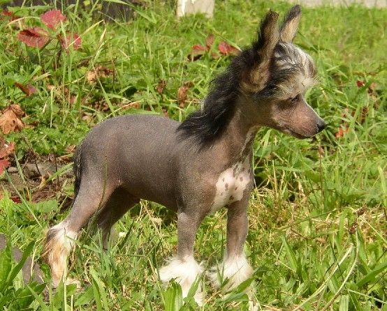 Oleg Or Noir Avokaduh