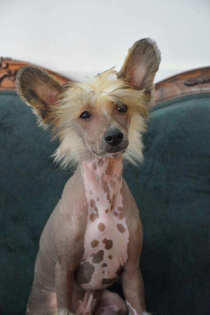 Imagin Dragons de Almamasan