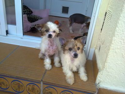 Argent de le Chien Bourjois