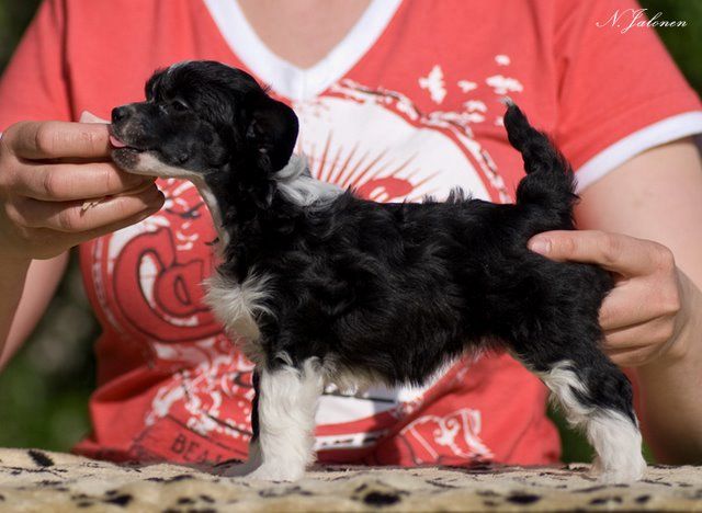 Crestwood Quadruped Friend