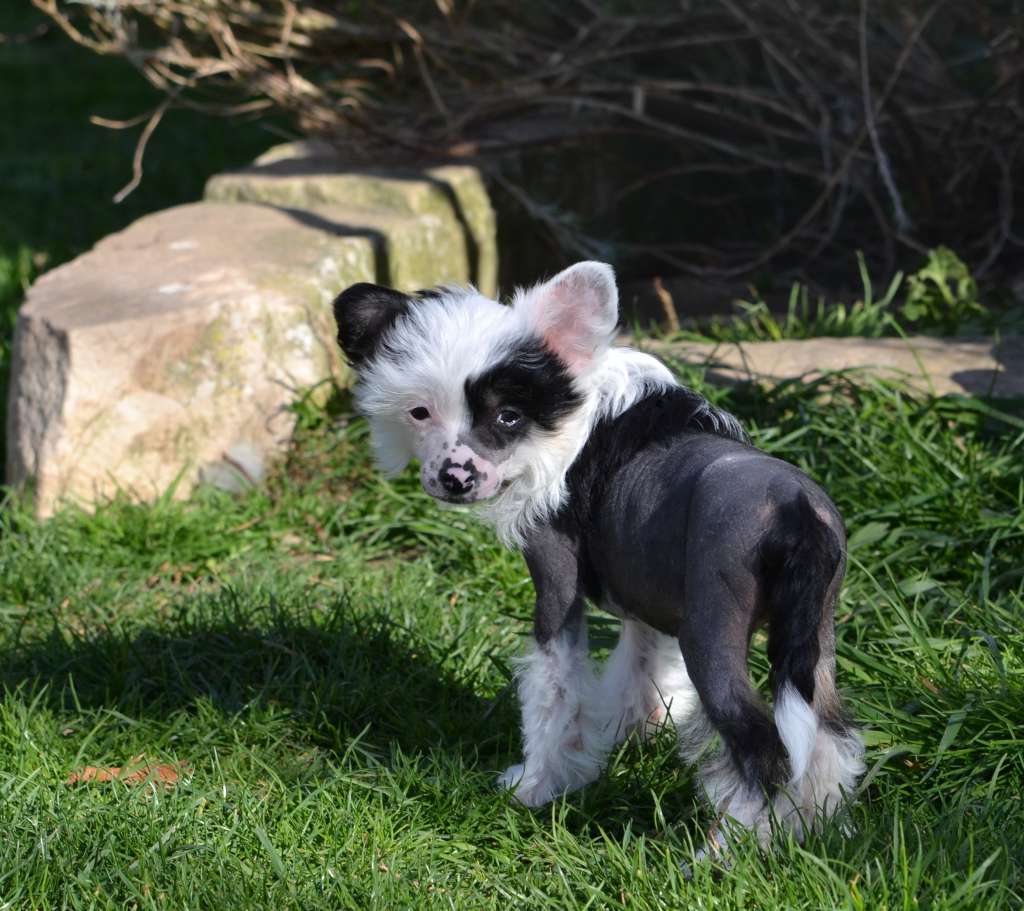 Lolita Coeur Pirate De L'Orée des Rêves