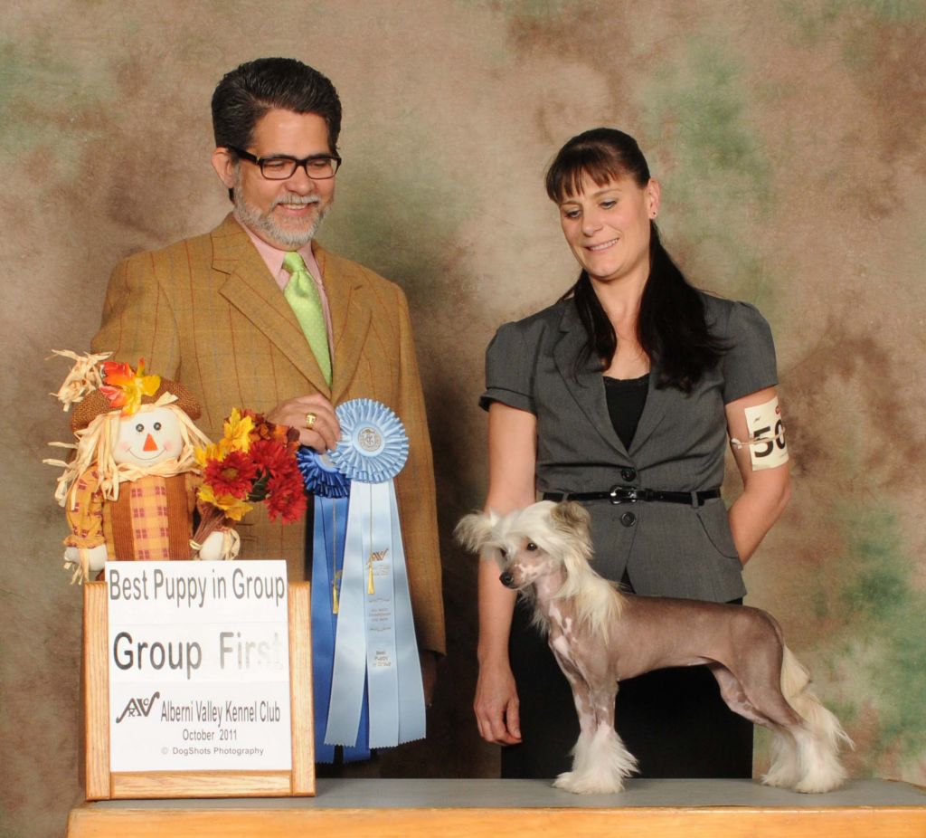 Can. Gch. Amch. Crest-vue's Pin-up Girl At Swiftha