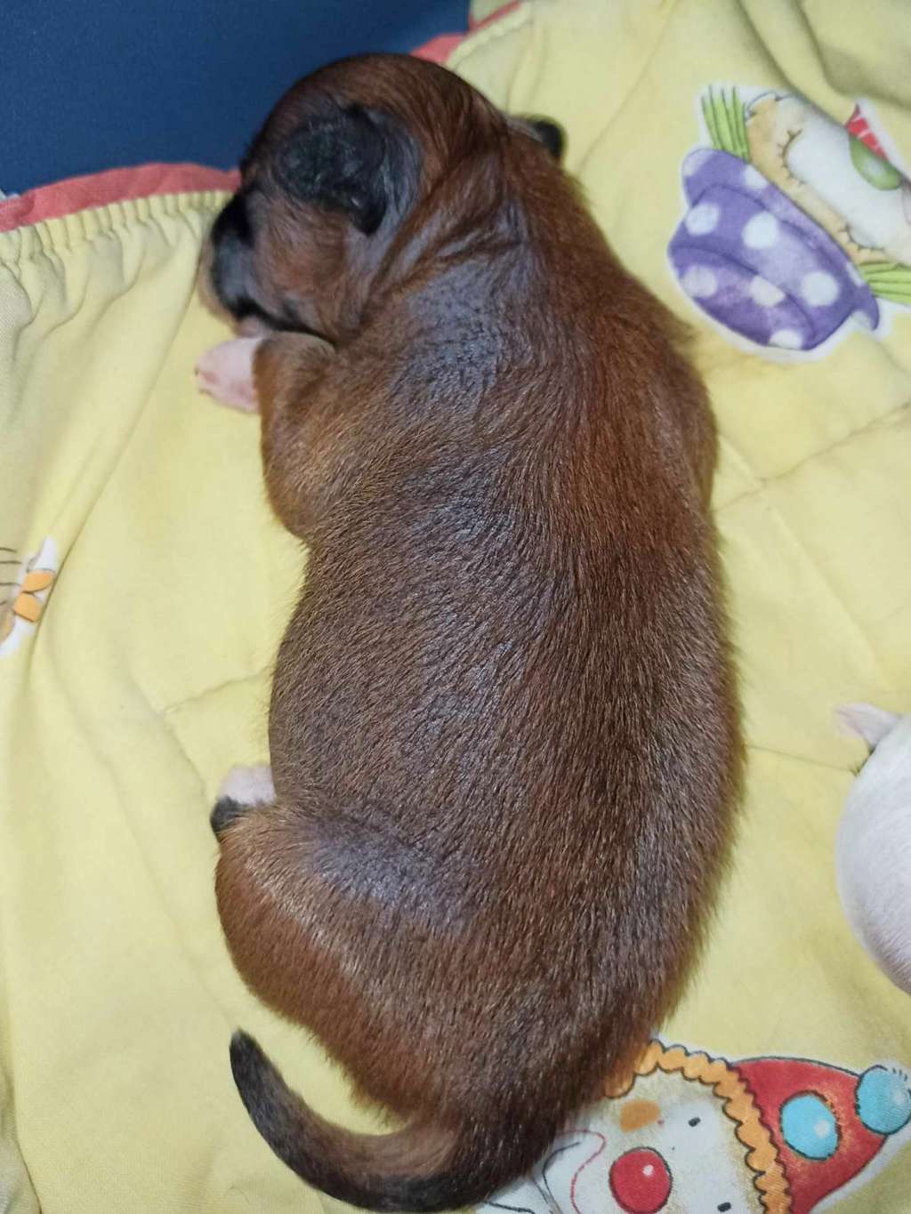 Tajah z Pulnocního dvora