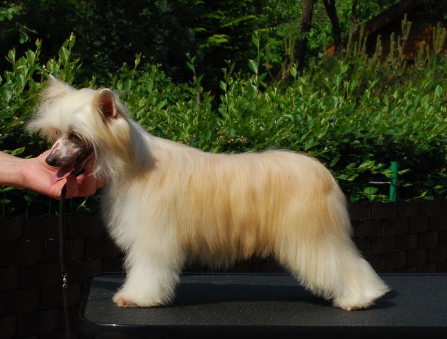 Golden Diamond Cresteds Jacosa