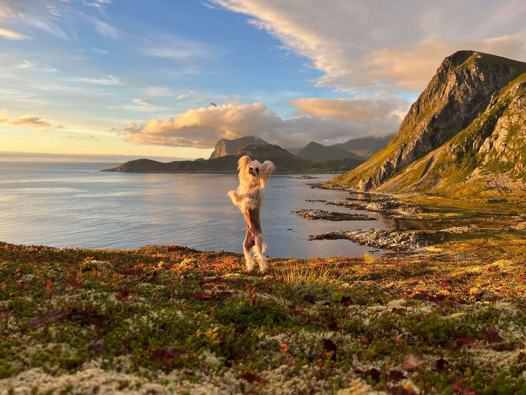 Smal Island Dogs Ajax