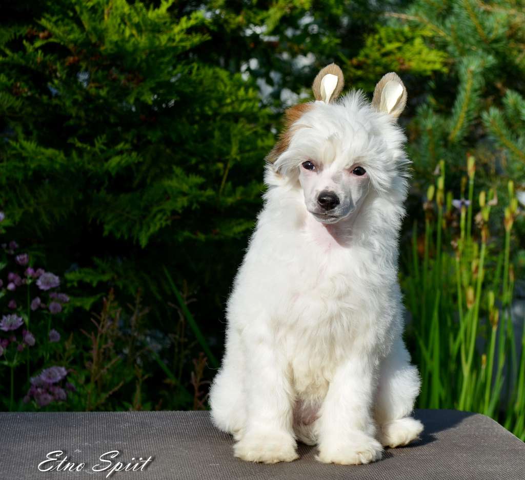 Etno Spirit Ready To Fun