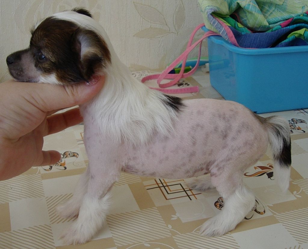 Nika Stars Raina Ria