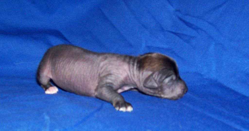 I... iz Zelenoy Roshi