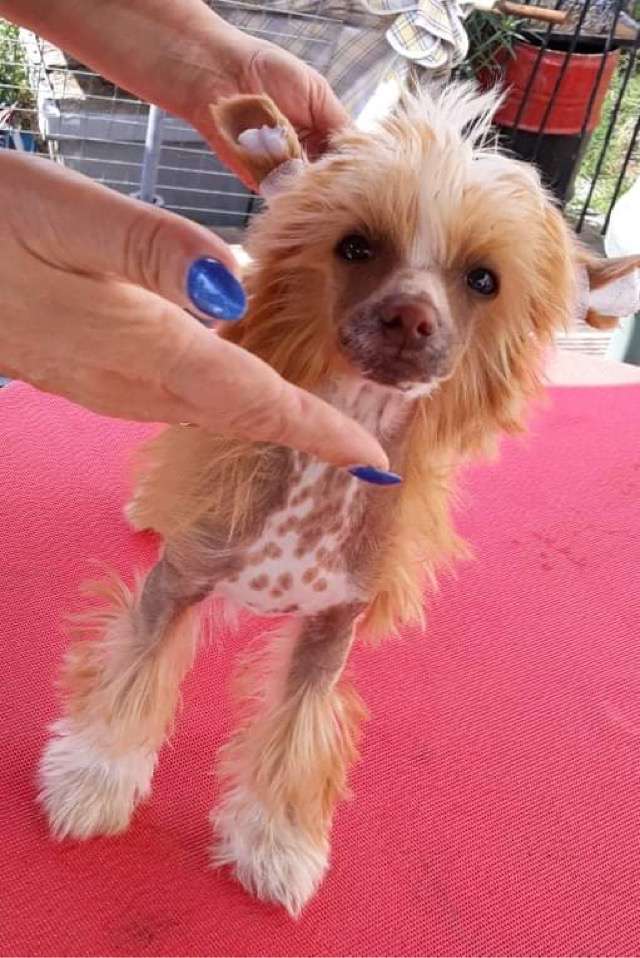 Kretel vom Eifeldiamant