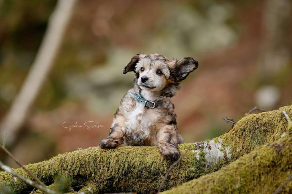 Crested Vixen's Terje Ogden