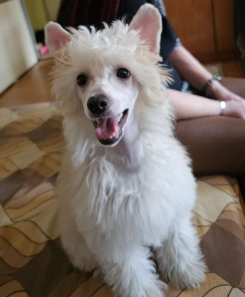 Rebellia Armani Avokaduh