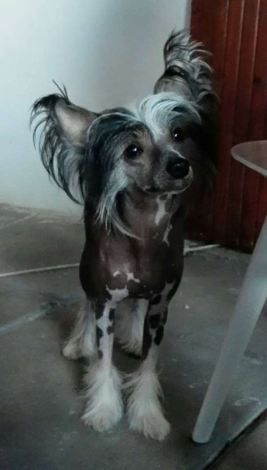 Archibald Arth Tintagel