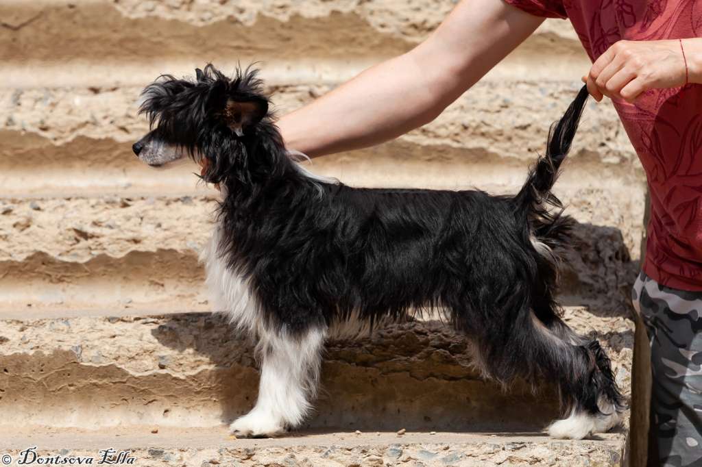 Cerber iz Sozvezdiya Khana