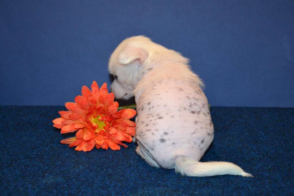 Feeriya Magic Mystic White