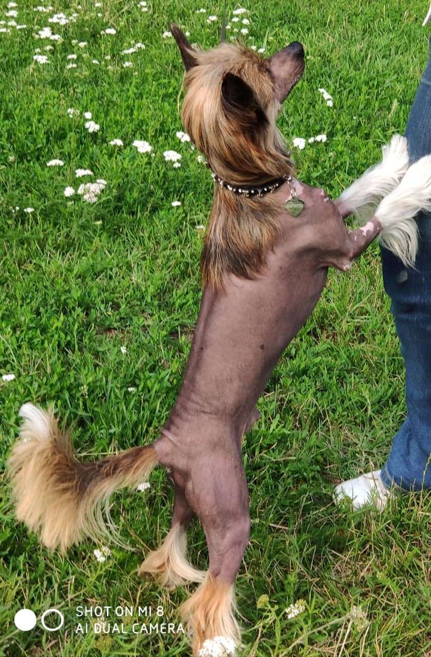 Dogland Happy Paladin