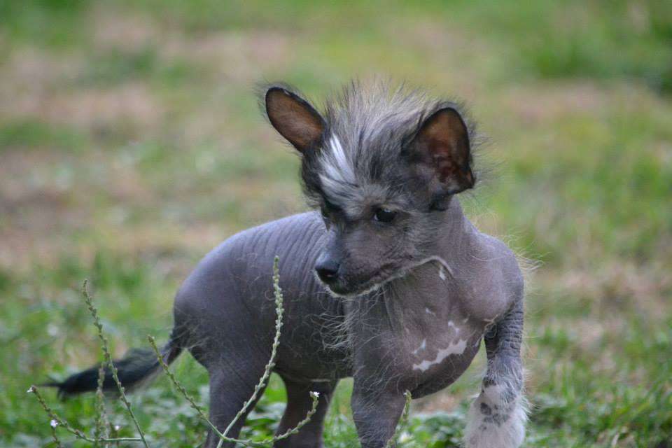 Ishaq De L'Orée des Rêves