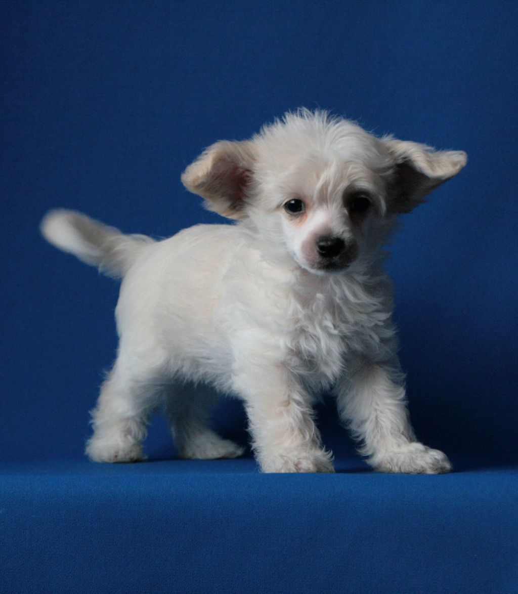 Tangomanija Angel face 