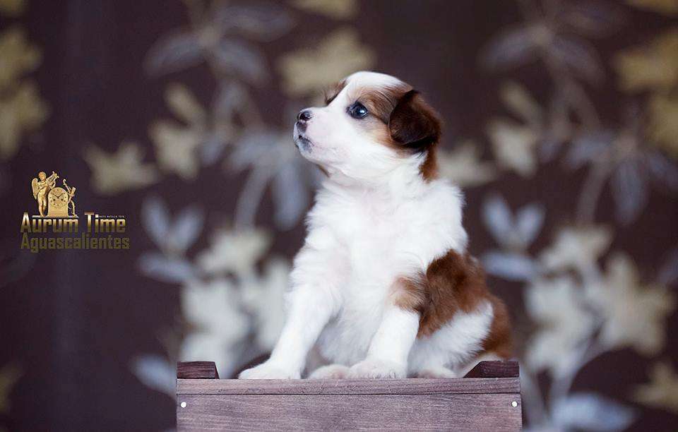 Aurum Time Aguascalientes