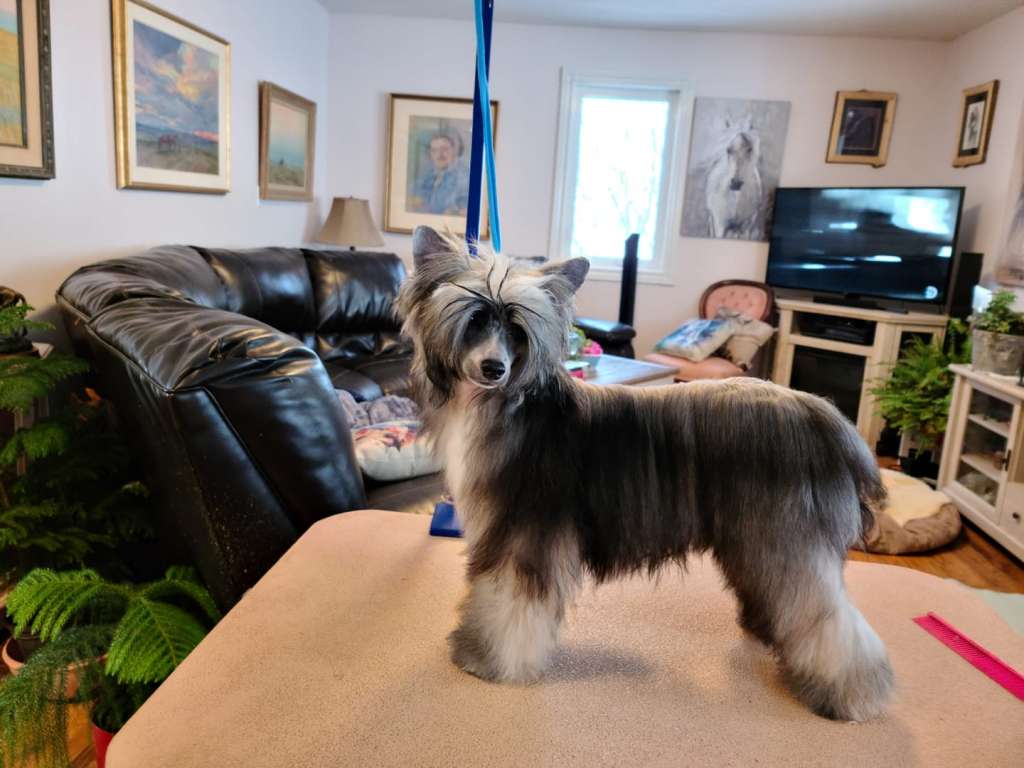 CH Shantel's Mamma Mia Here I Go Again