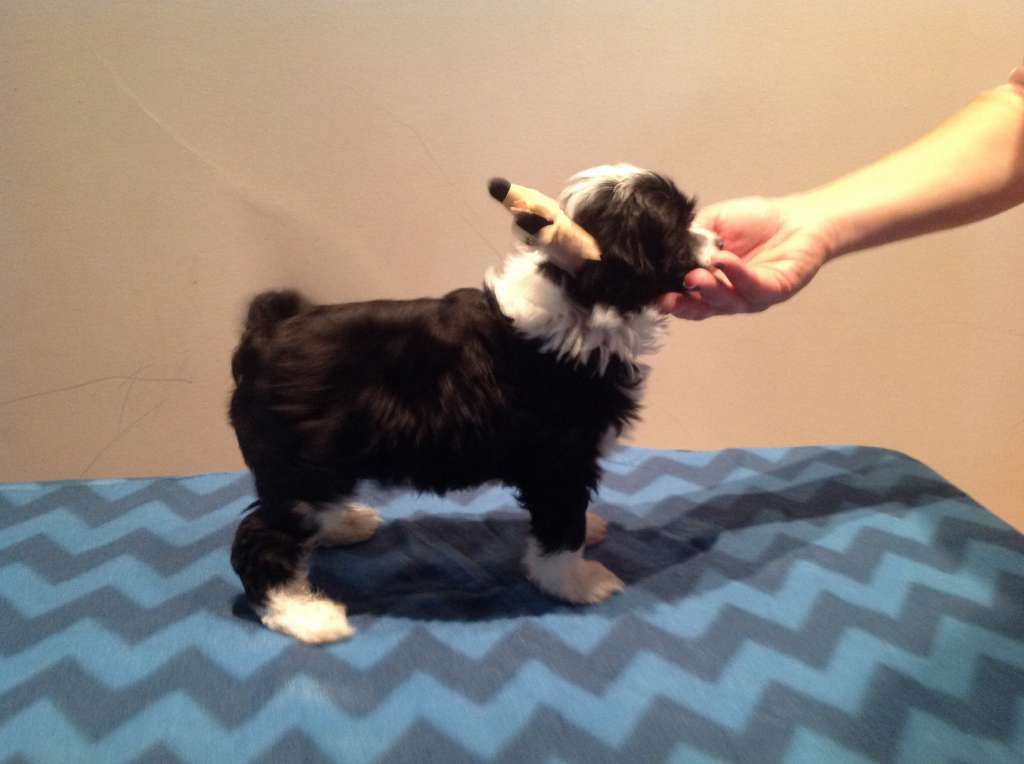 Fifty Cent de Komorebi Dreams