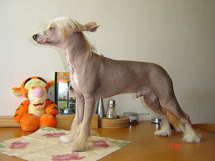 Cheyenny Cherub Garden Roses