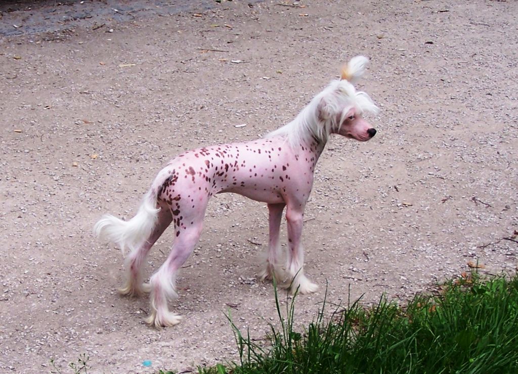 Почему собаки розовые. Трехцветная китайская хохлатая собака. Китайская розовая хохлатая собака. Китайская хохлатая собака лысая. Хохлатая лысая розовая собака.